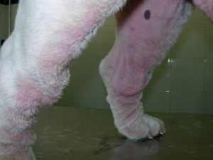 Un perro blanco con manchas rojas en sus patas está de pie sobre una mesa.