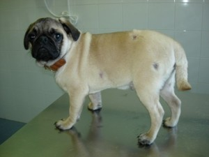Un perro carlino está de pie sobre una mesa de acero inoxidable.