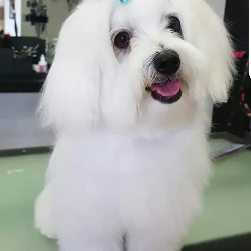 Un perro blanco con un lazo azul en la cabeza está sentado en una mesa.