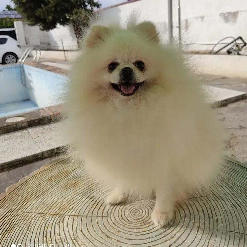 Un perro pomerania está sentado en el tocón de un árbol frente a una piscina.