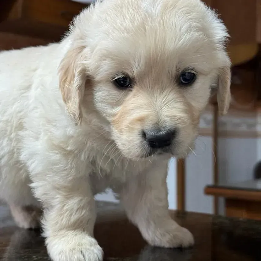 Un cachorro blanco está parado sobre una mesa y mira a la cámara.