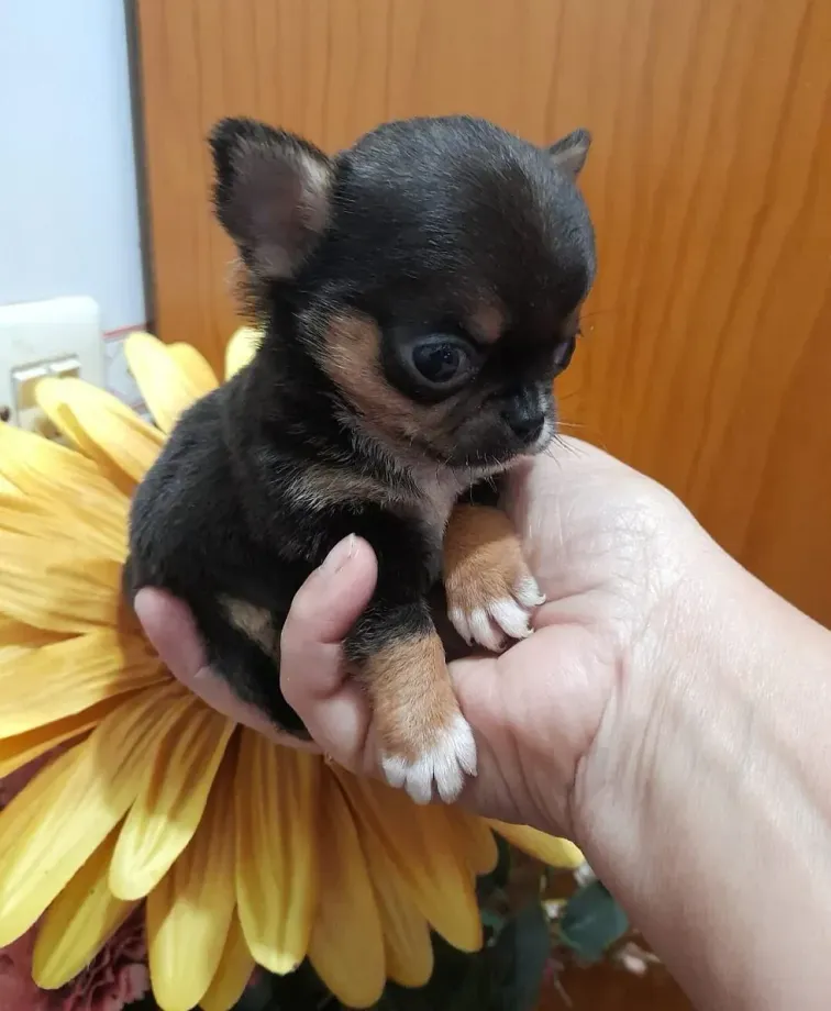 Una persona sostiene un pequeño cachorro de chihuahua en su mano.