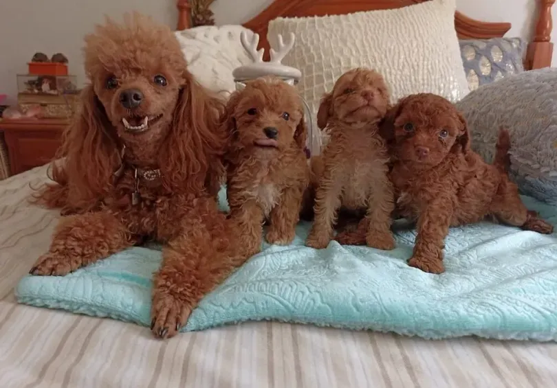 Un grupo de caniches están acostados en una cama.