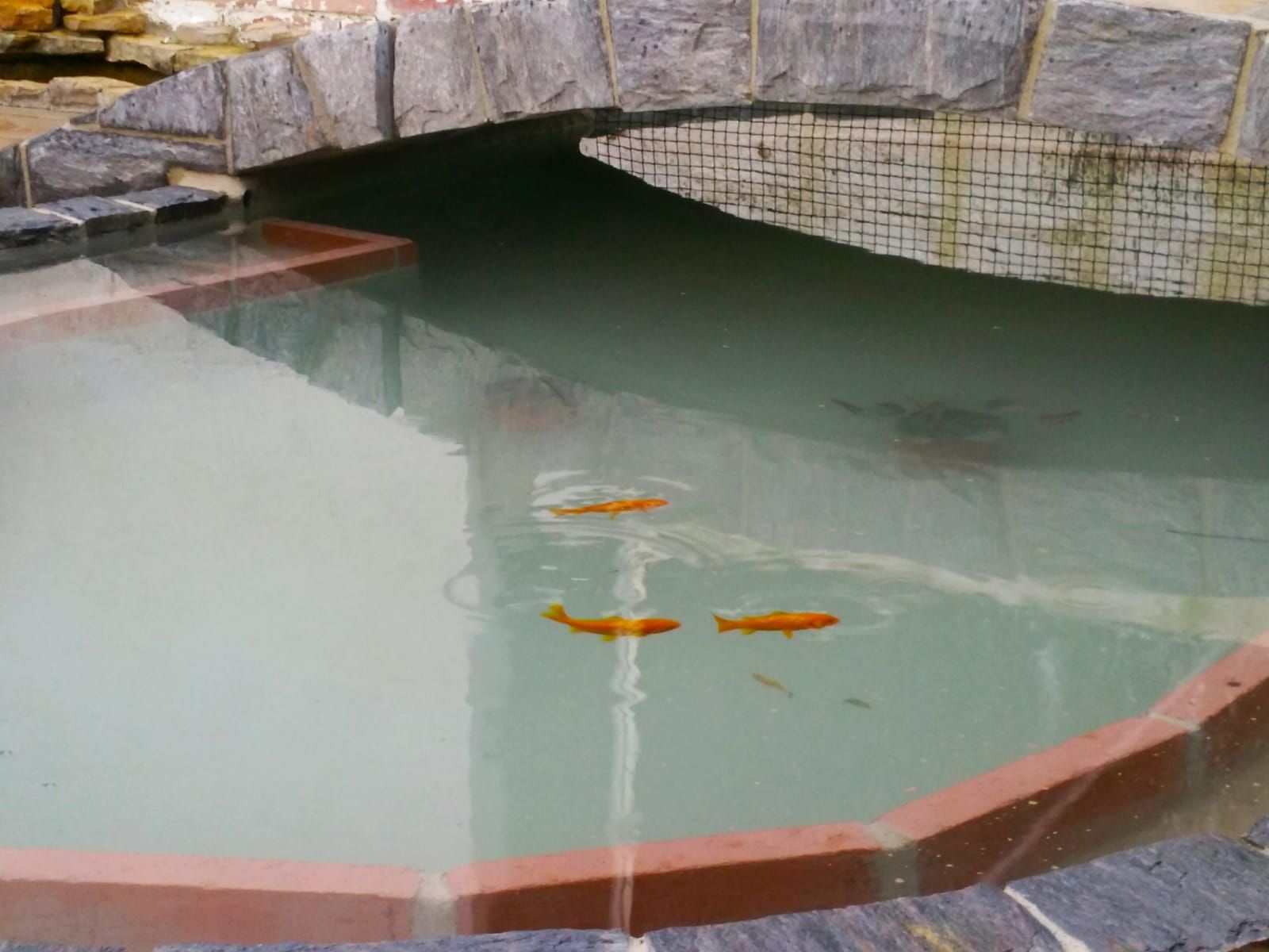 Dos peces de colores están nadando en un estanque debajo de un puente.