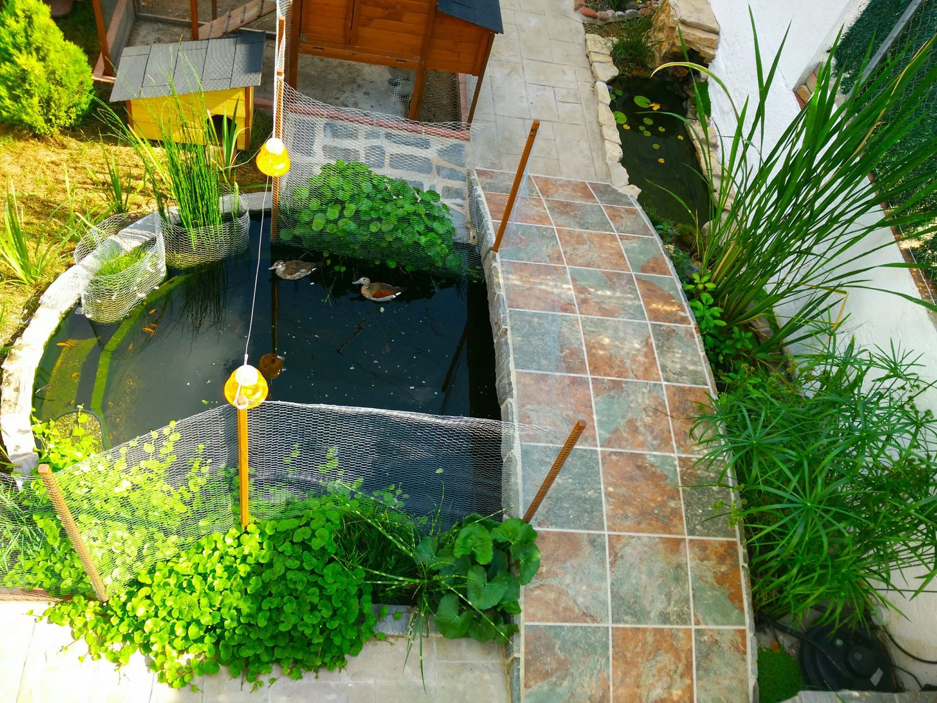 Una vista aérea de un jardín con un estanque y una pasarela.