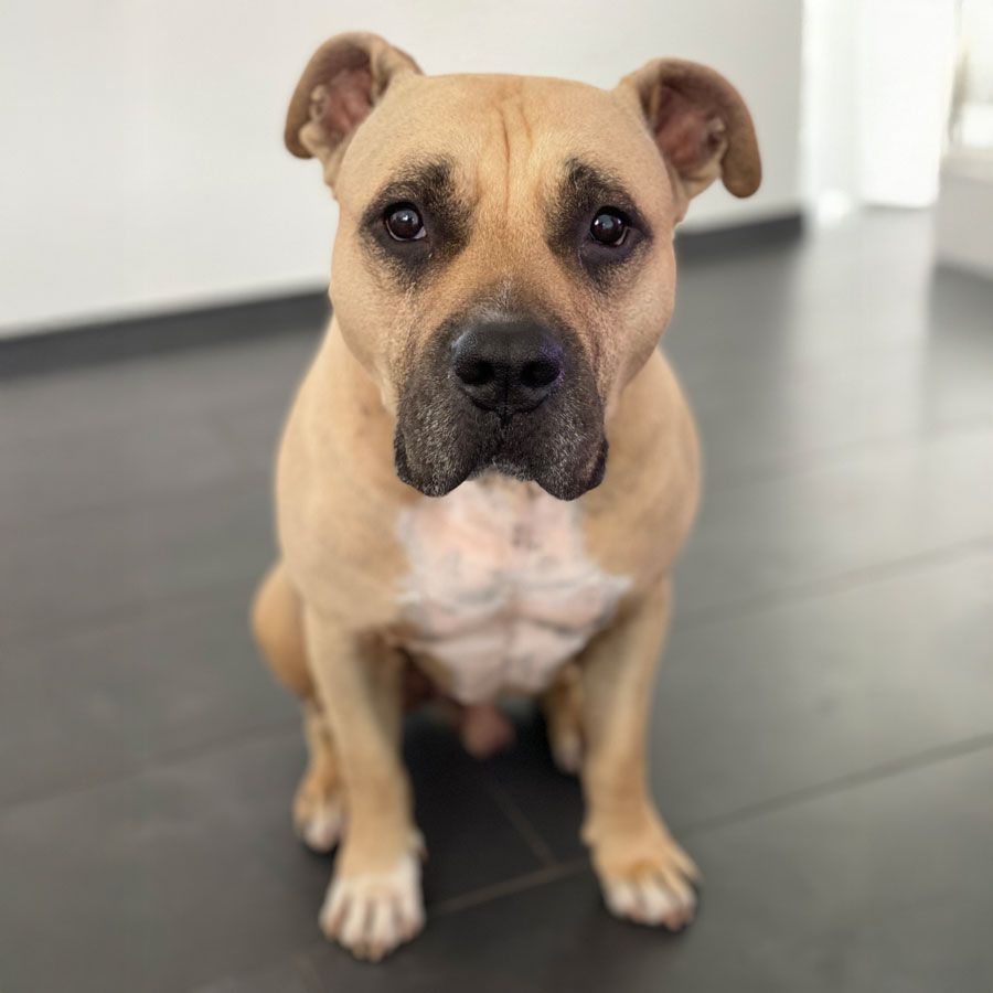 Brauner Pitbull sitzt mit aufmerksamen Augen auf einem dunklen Fliesenboden und blickt nach vorne.