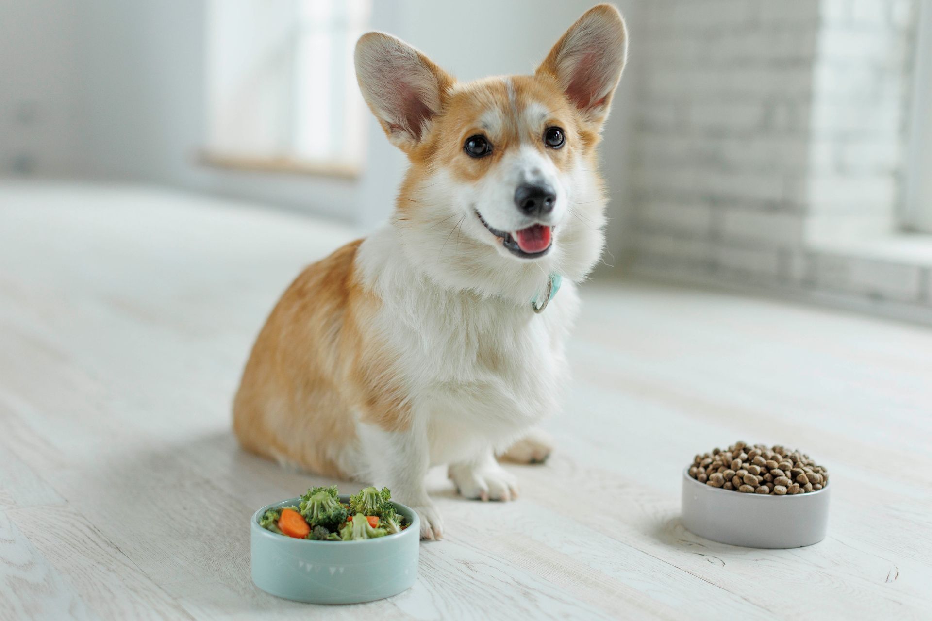 Ein Corgi-Hund sitzt neben einem Napf mit Futter.