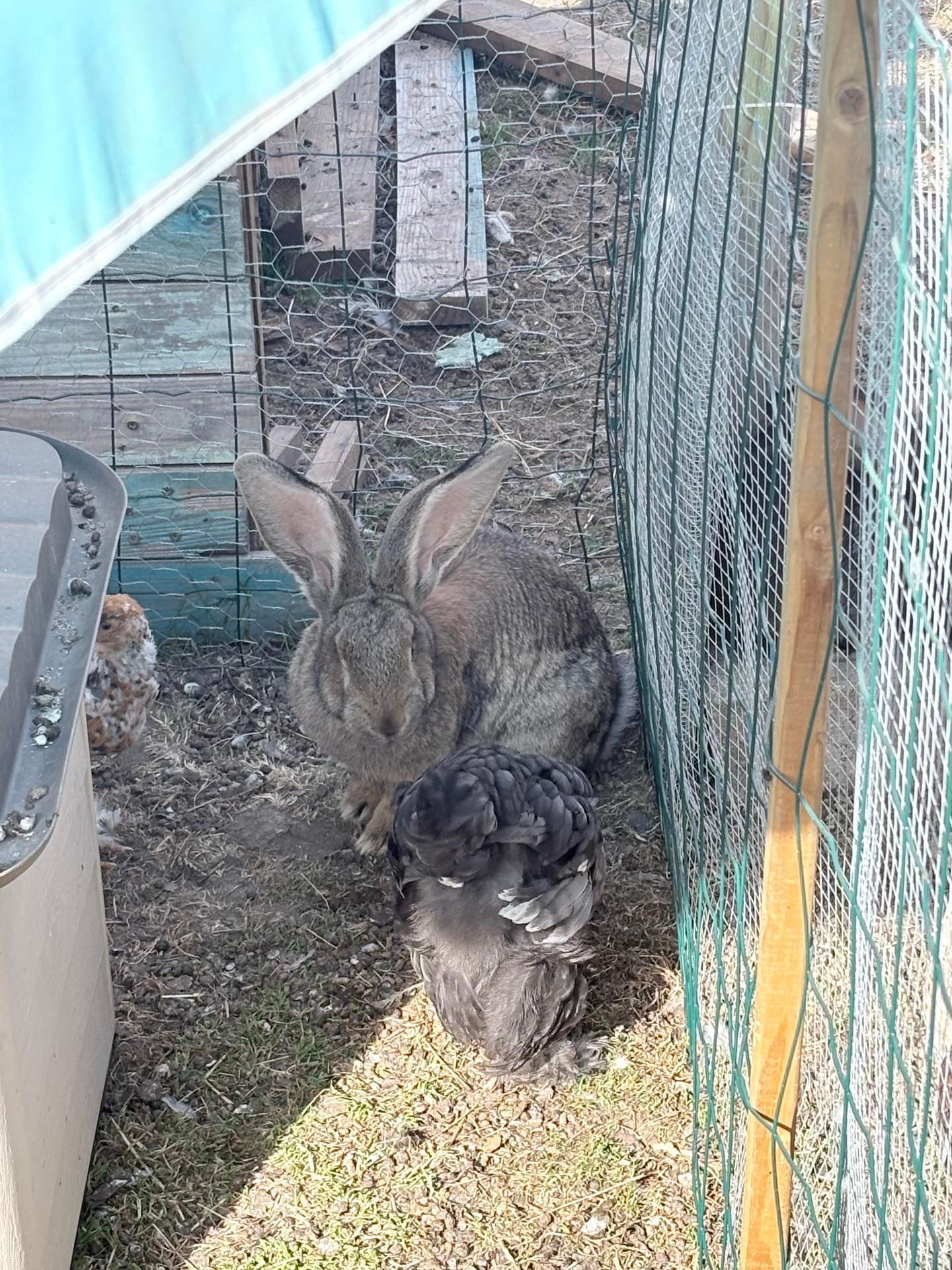 Deux lapins dans un enclos extérieur clôturé, l'un brun et l'autre noir, debout près d'un abri de jardin.