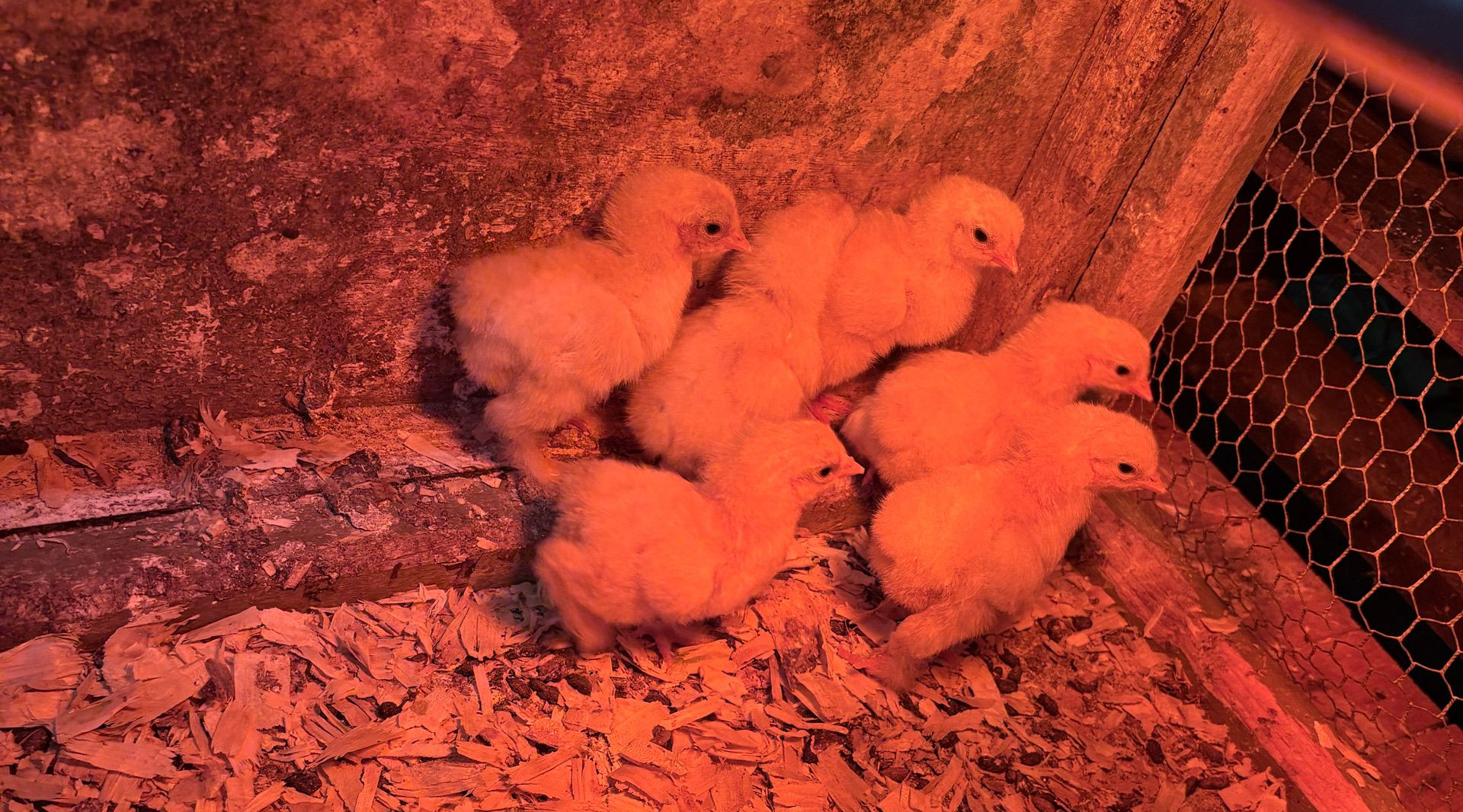 Six poussins duveteux se blottissent sur de la paille à l'intérieur d'un poulailler éclairé par une lumière rouge.