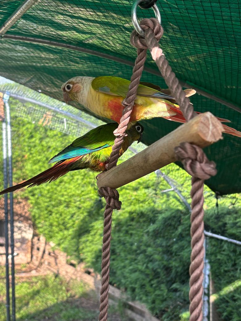 Perroquet coloré perché sur une balançoire en corde sous une canopée verte à l'extérieur