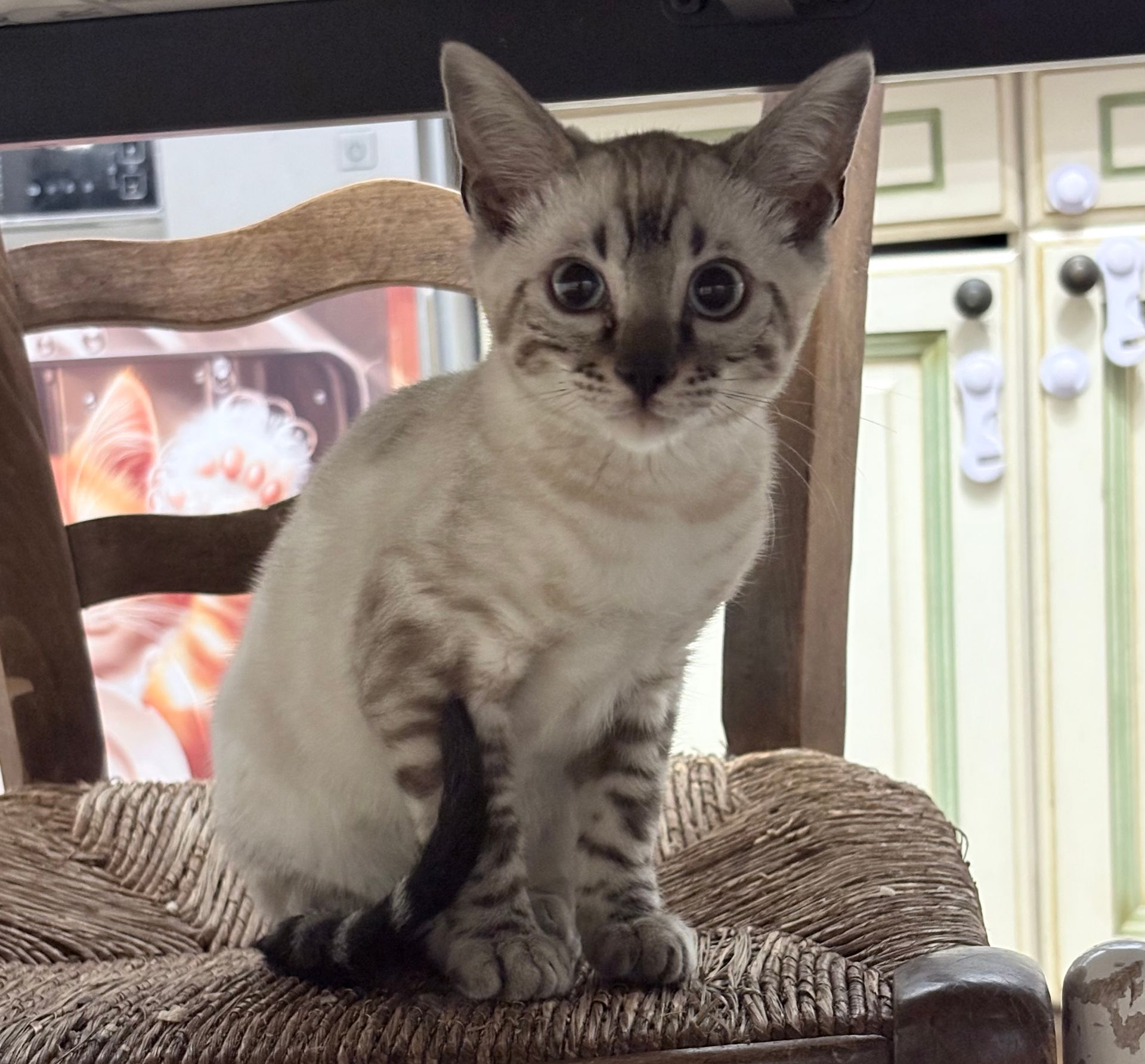 Petit chat tigré assis sur une chaise, face à la caméra dans une cuisine.