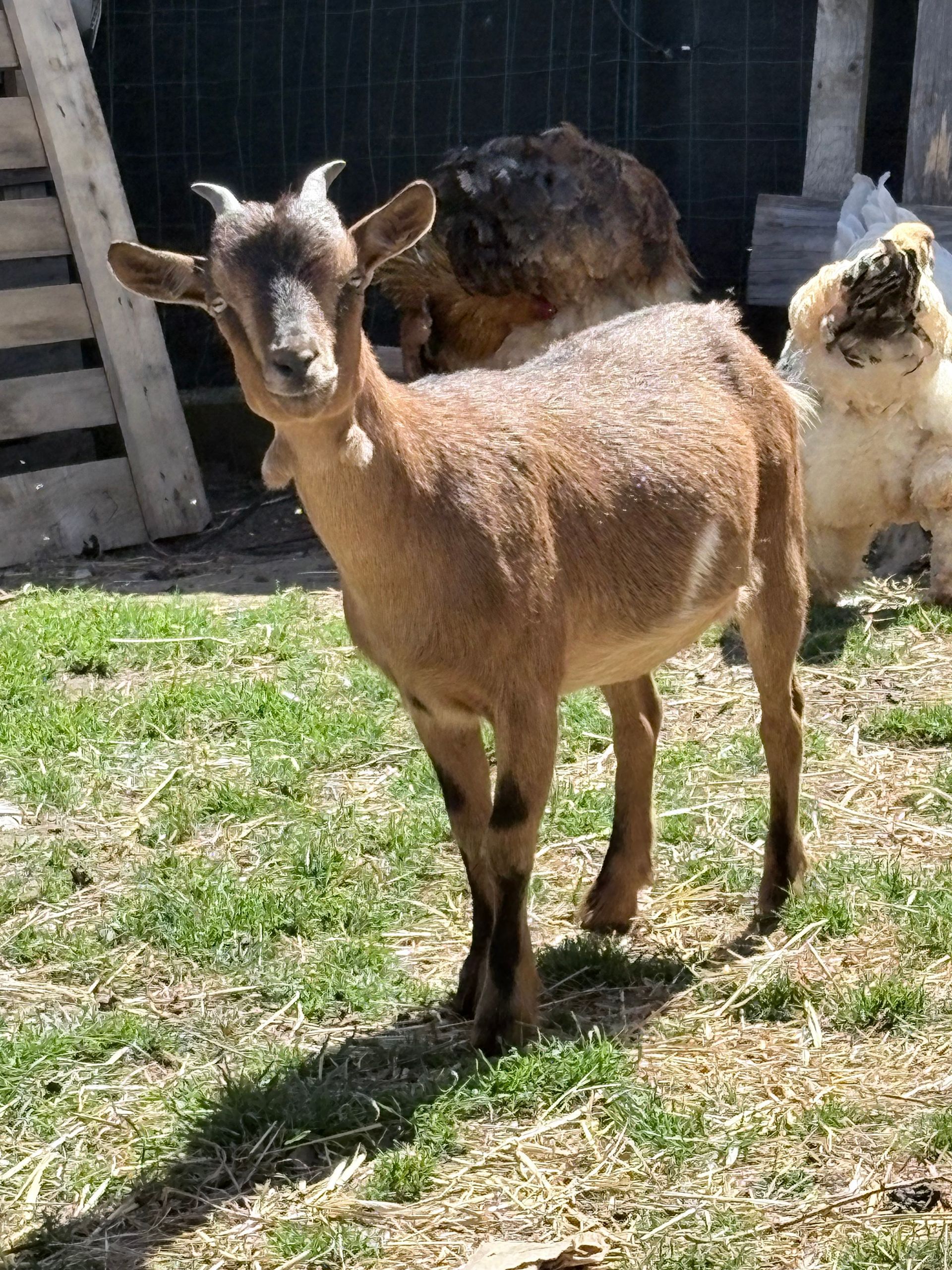 Une chèvre brune se tient debout dans une cour de ferme ensoleillée, avec deux autres chèvres en arrière-plan.