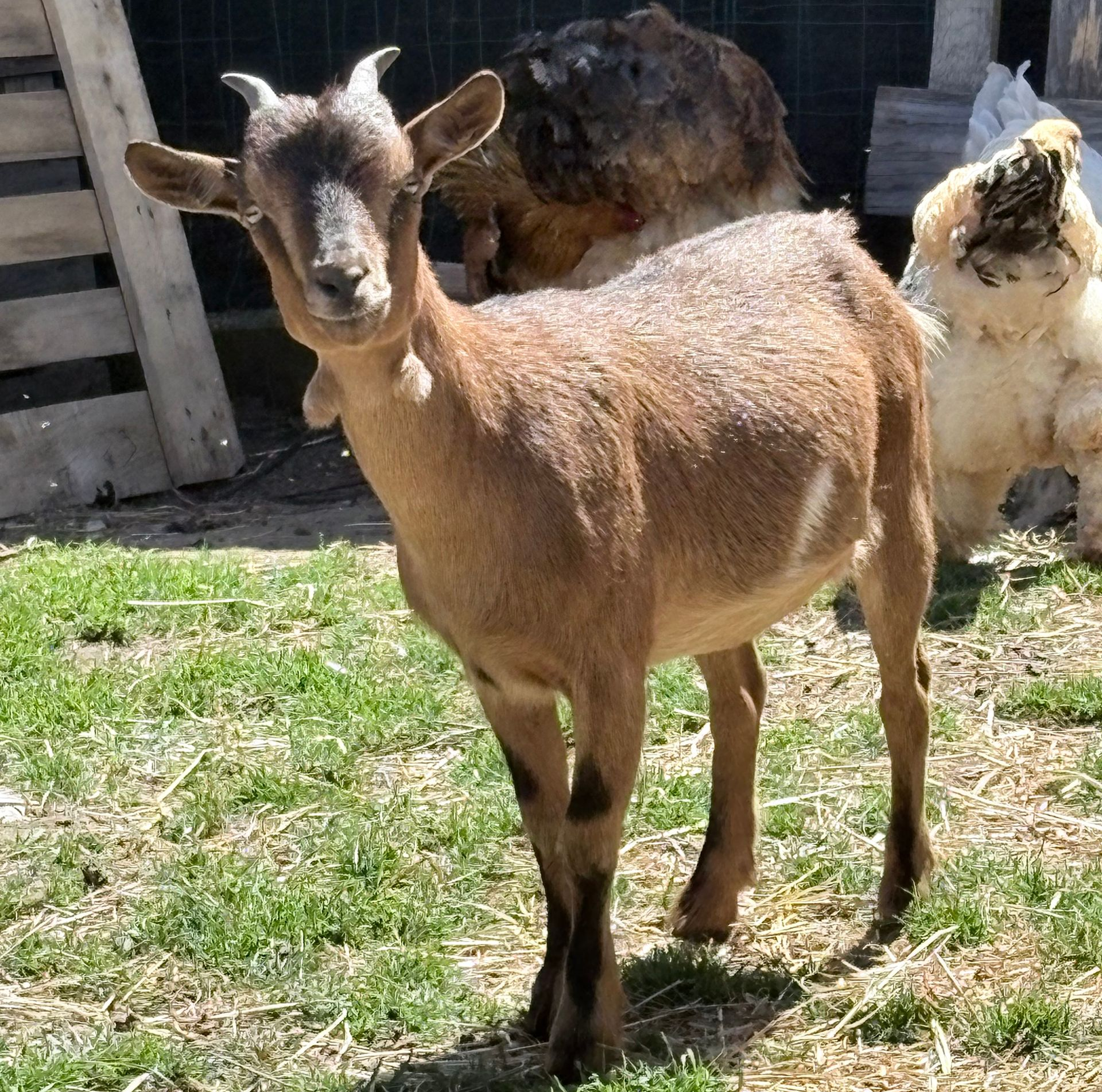 Une chèvre brune se tient dans un enclos herbeux, avec un autre animal derrière elle.
