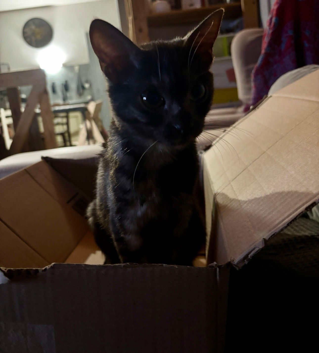 Chat noir assis dans une boîte en carton à l'intérieur, regardant l'objectif.