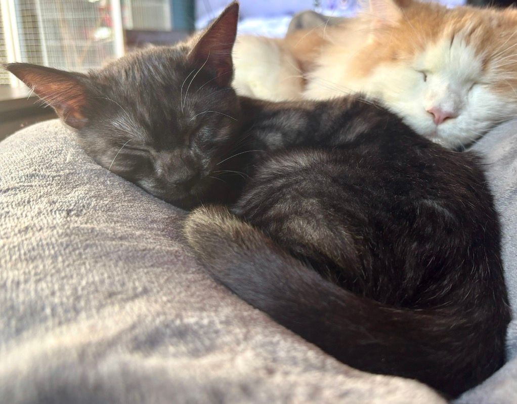Deux chatons endormis, l'un noir et l'autre couleur crème, blottis l'un contre l'autre sur une douce couverture grise.
