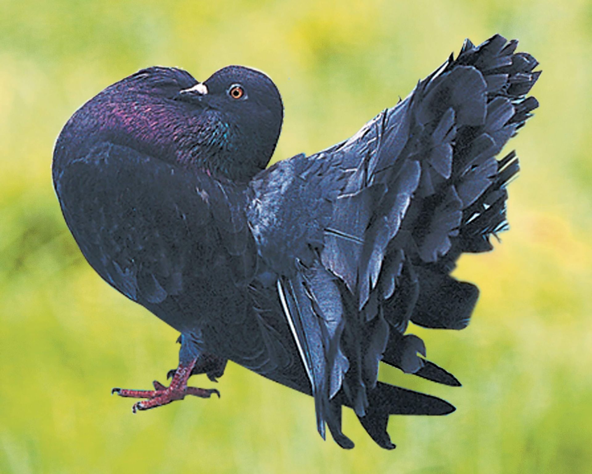Pigeon bleu foncé avec plumes irisées au niveau du cou, de profil, sur fond herbeux.
