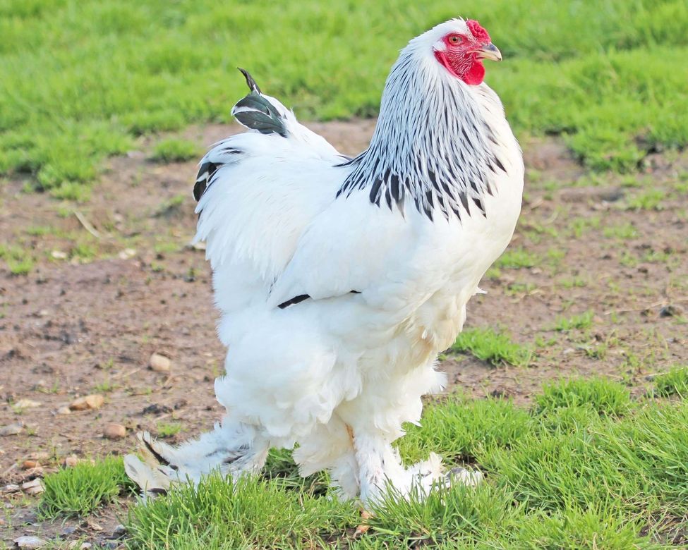 Coq blanc au cou noir, debout sur la terre et de l'herbe