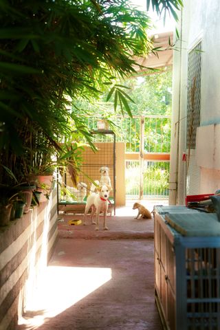 Deux chiens se tiennent debout sur une terrasse ensoleillée, près de bambous et d'un portail.