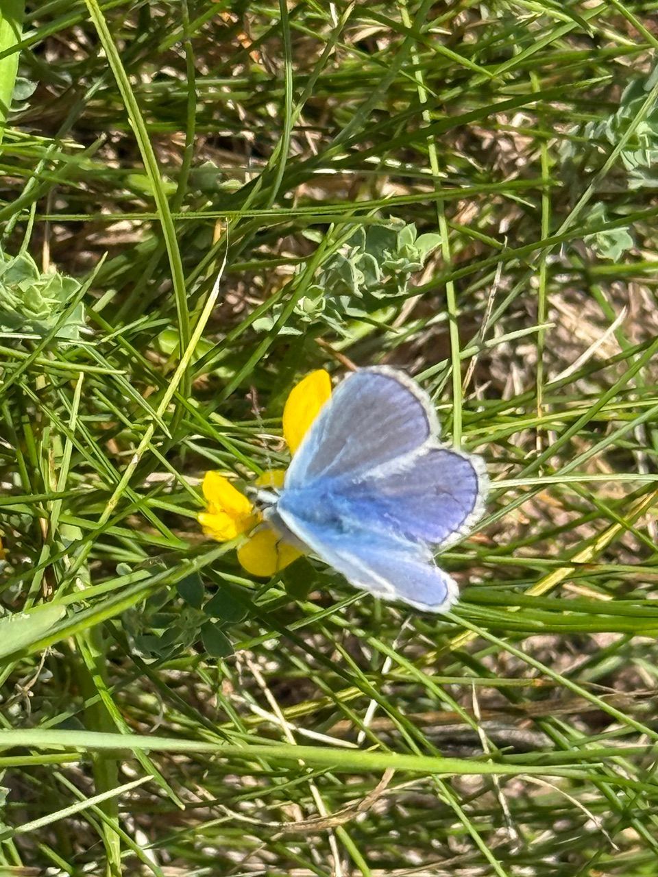 Icarusblauwtje in het duingras