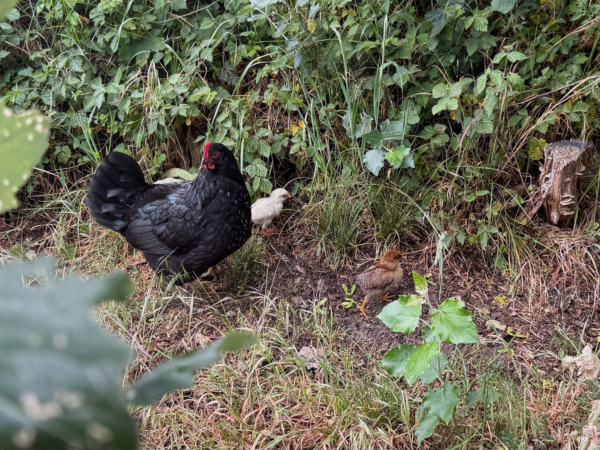 Kip met kuikens op Landgoed 't Waetermeschien