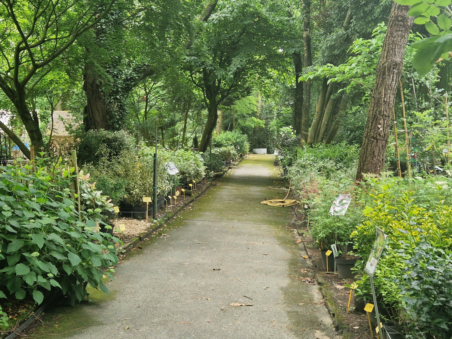 Allée de jardin dans la pépinière