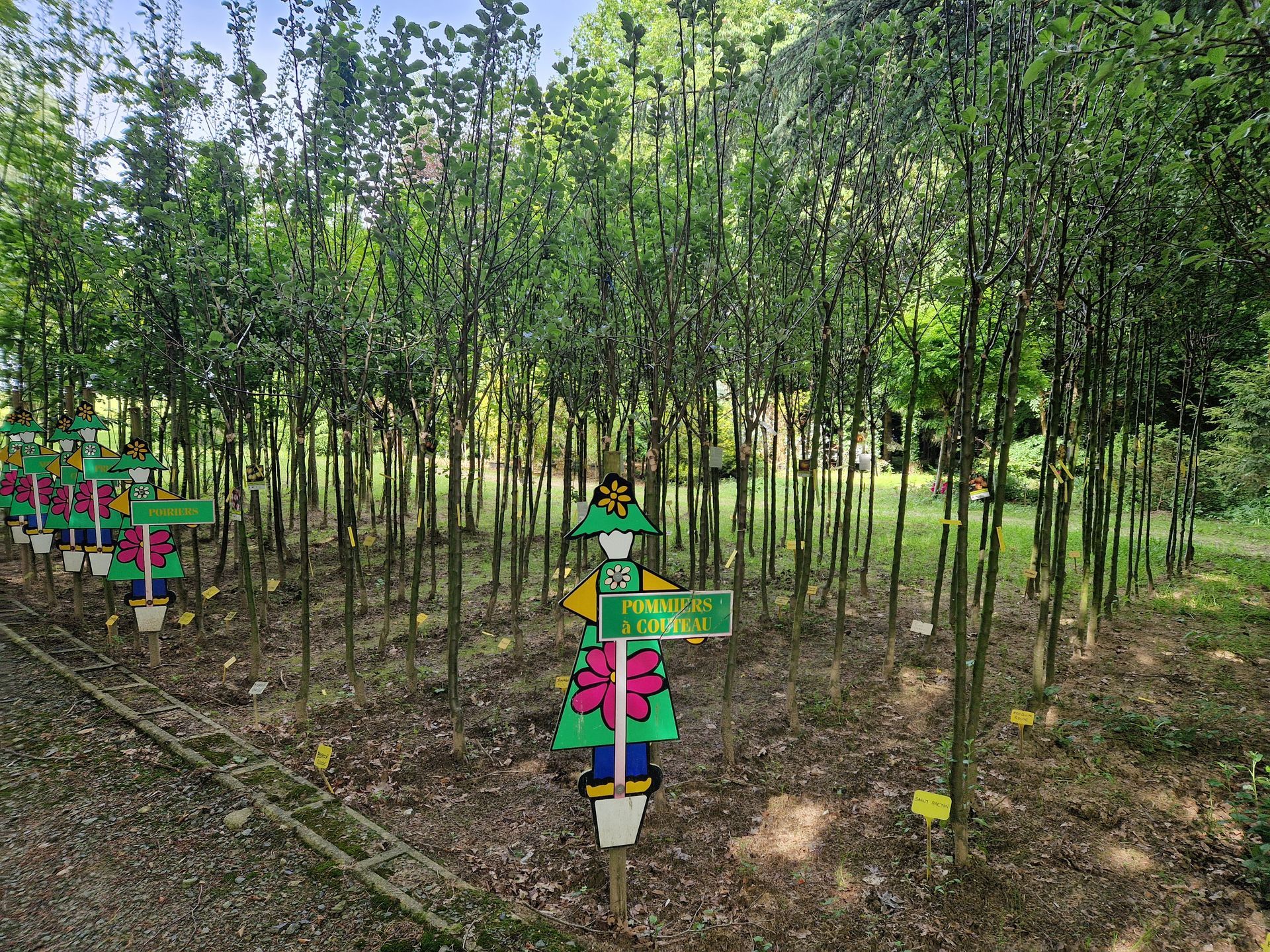 Plantation de pommiers