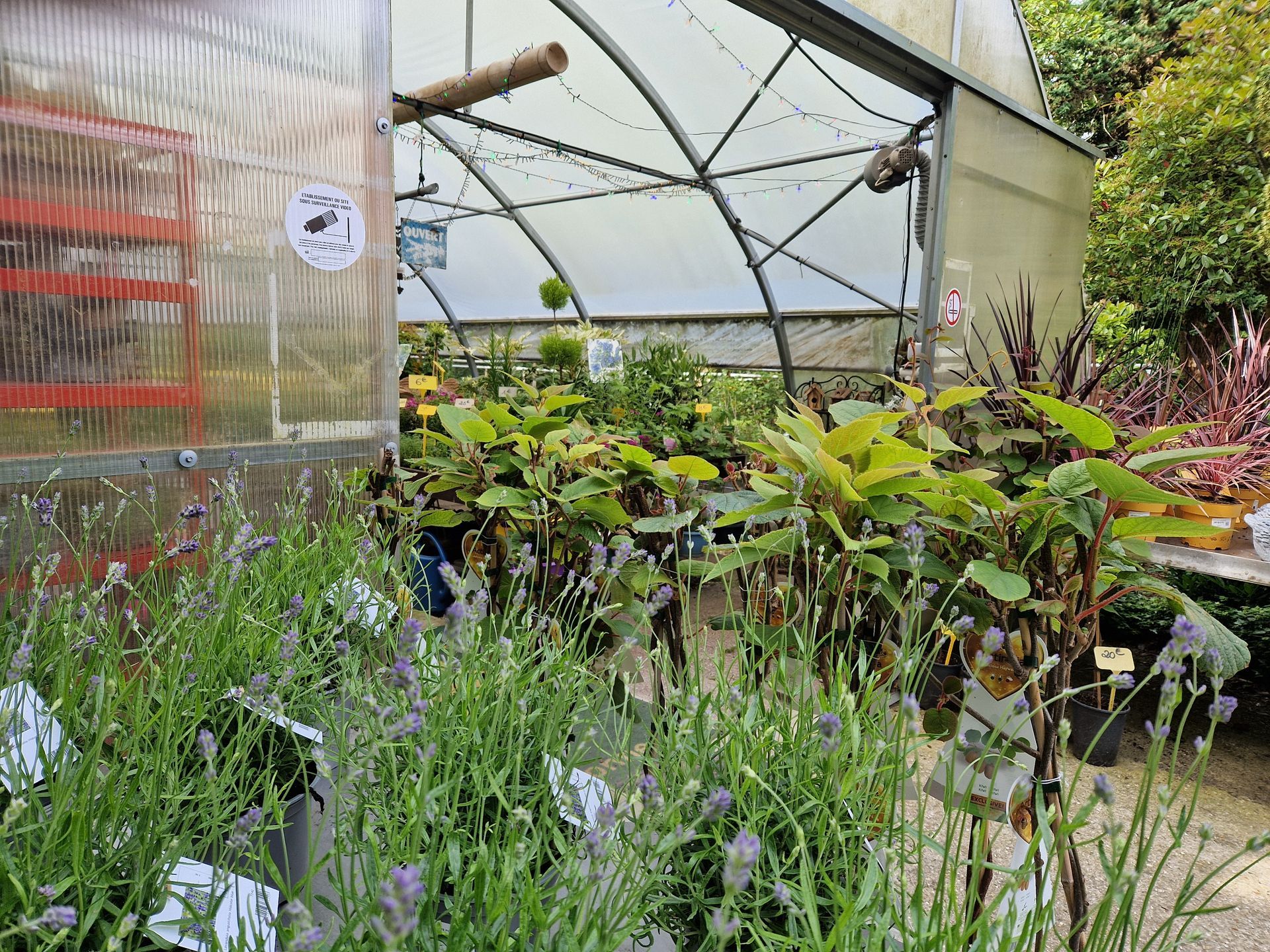 Plantation sous abris