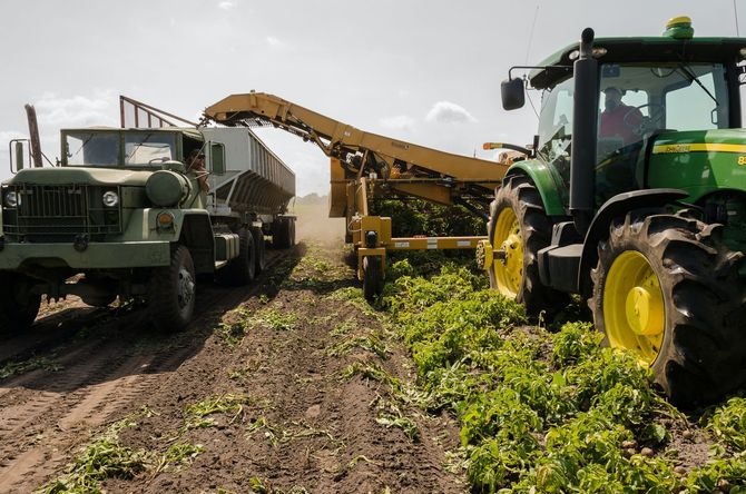 Un tractor está cargando lechuga en un camión en un campo.