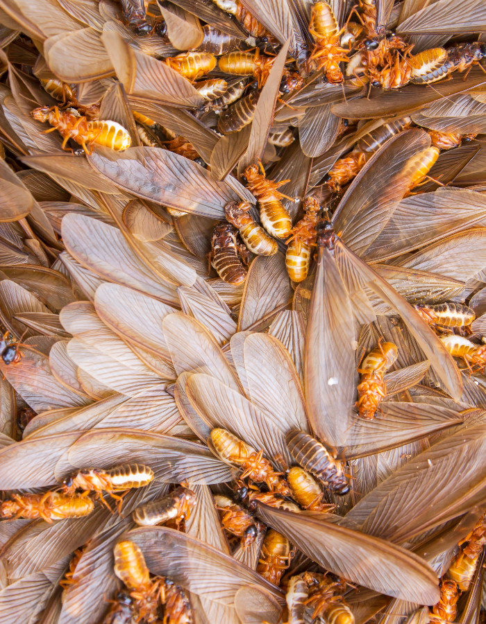 Un cafard est assis sur une surface grise.