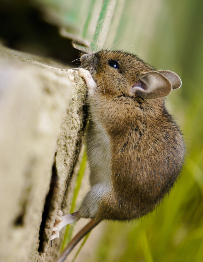 Un rat se tient debout sur ses pattes arrières sur un morceau de papier.