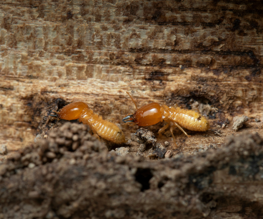 Un gros plan d'un nid de guêpes sur le sol