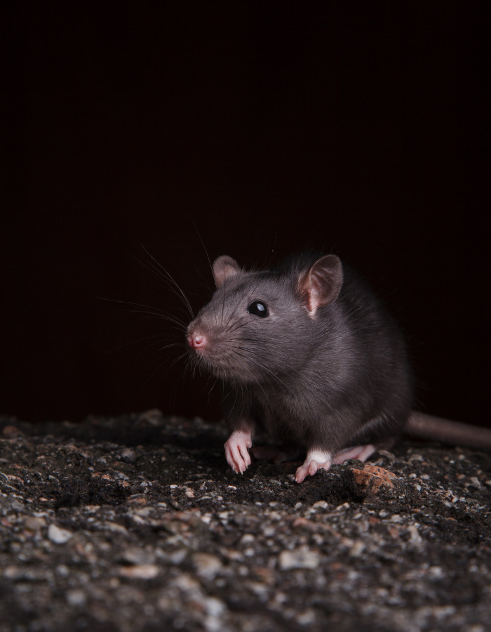 Un rat se tient debout sur ses pattes arrières sur un morceau de papier.