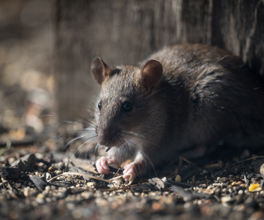 Un rat est assis sur une table en bois et regarde la caméra.