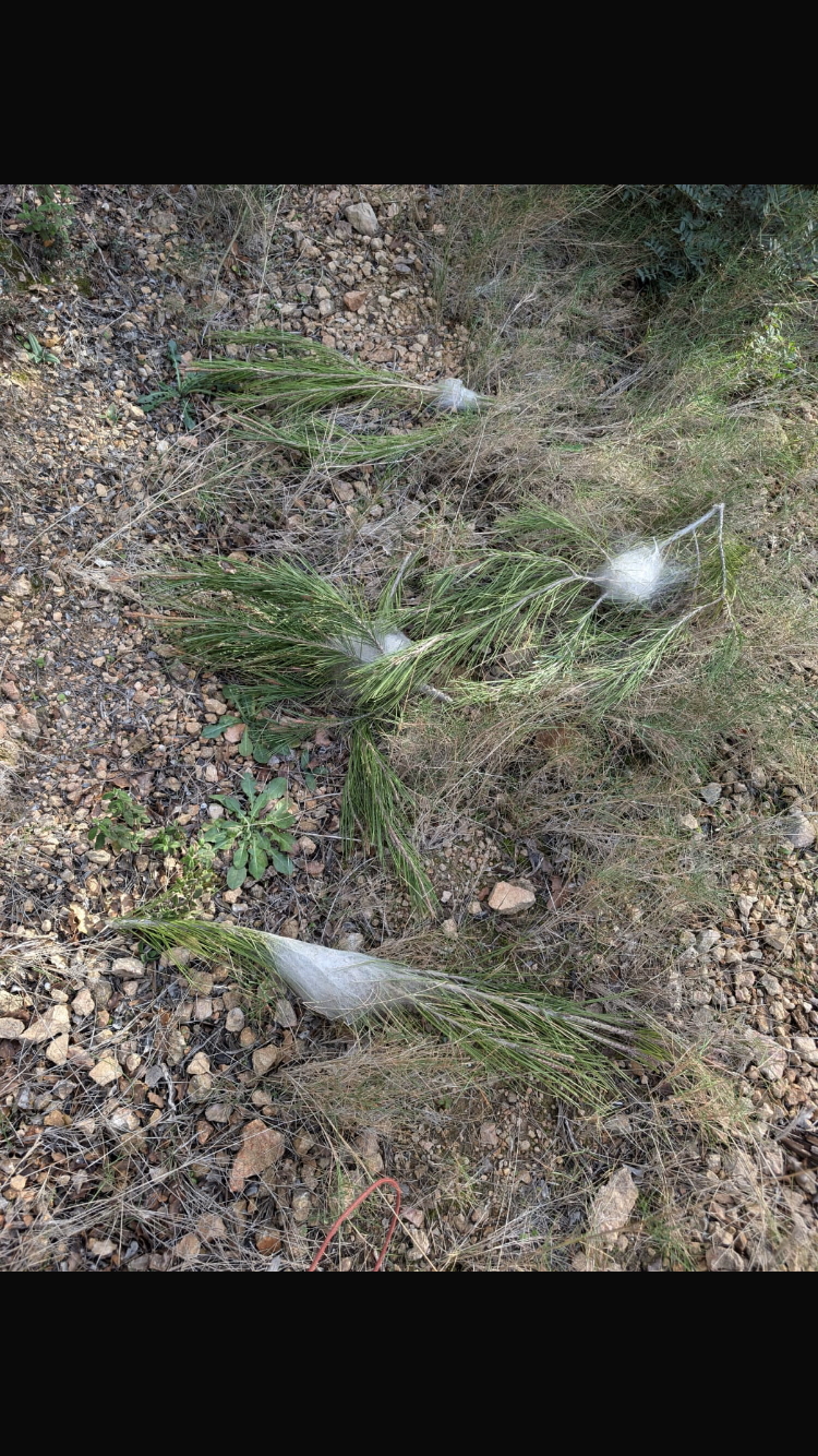 Un groupe de cafards rampe sur un morceau de papier