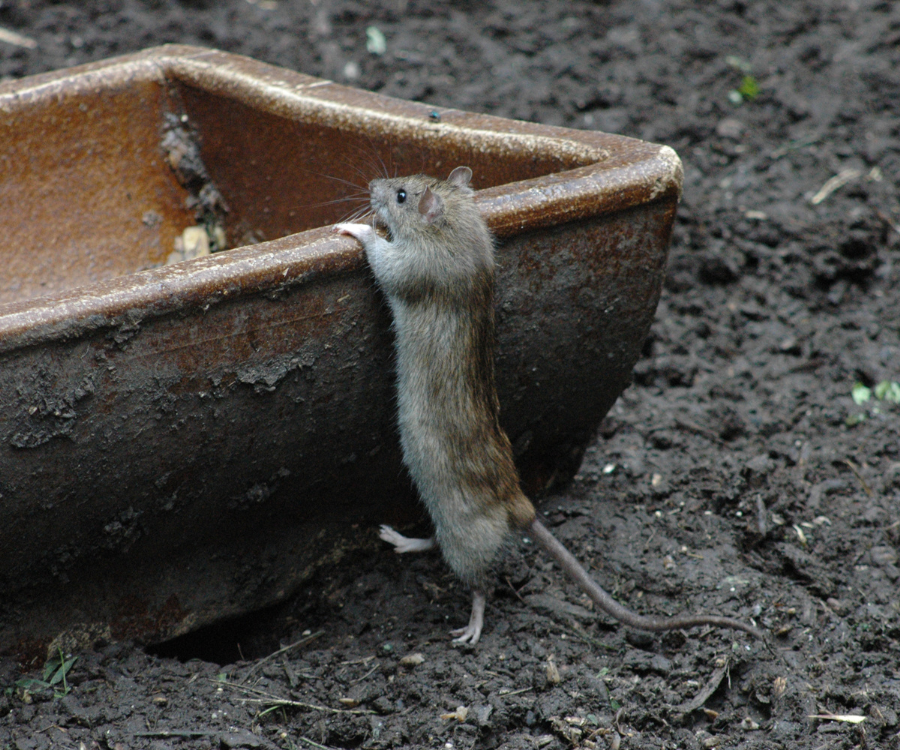 Un rat est assis sur une table en bois et regarde la caméra.