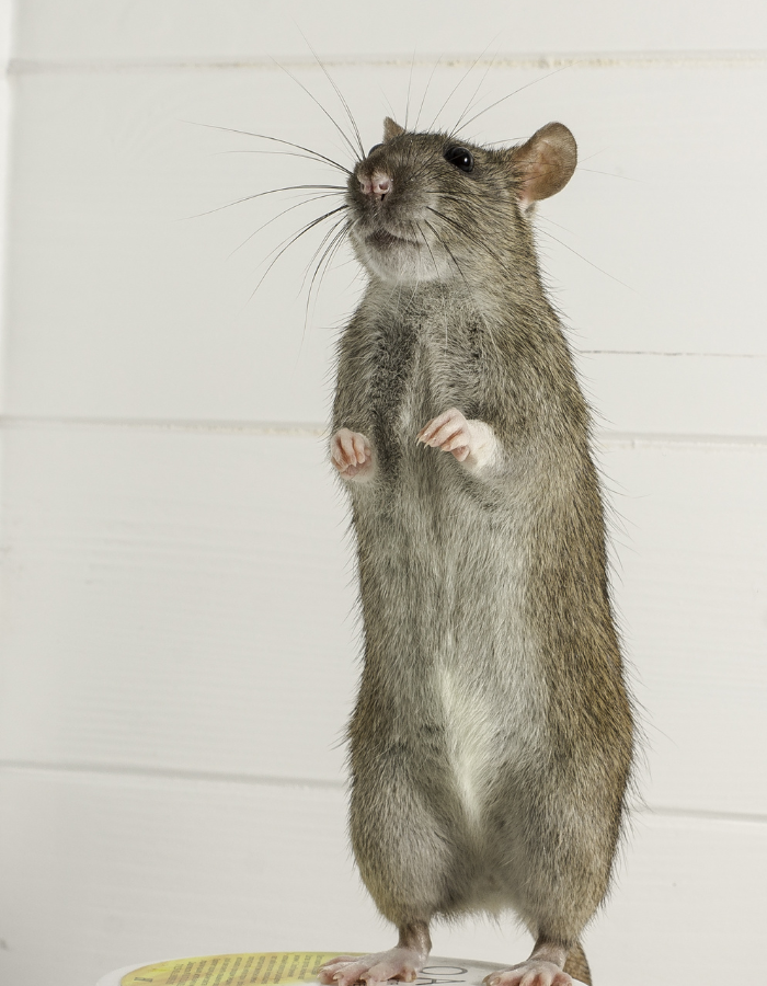 Un rat se tient debout sur ses pattes arrières sur un morceau de papier.