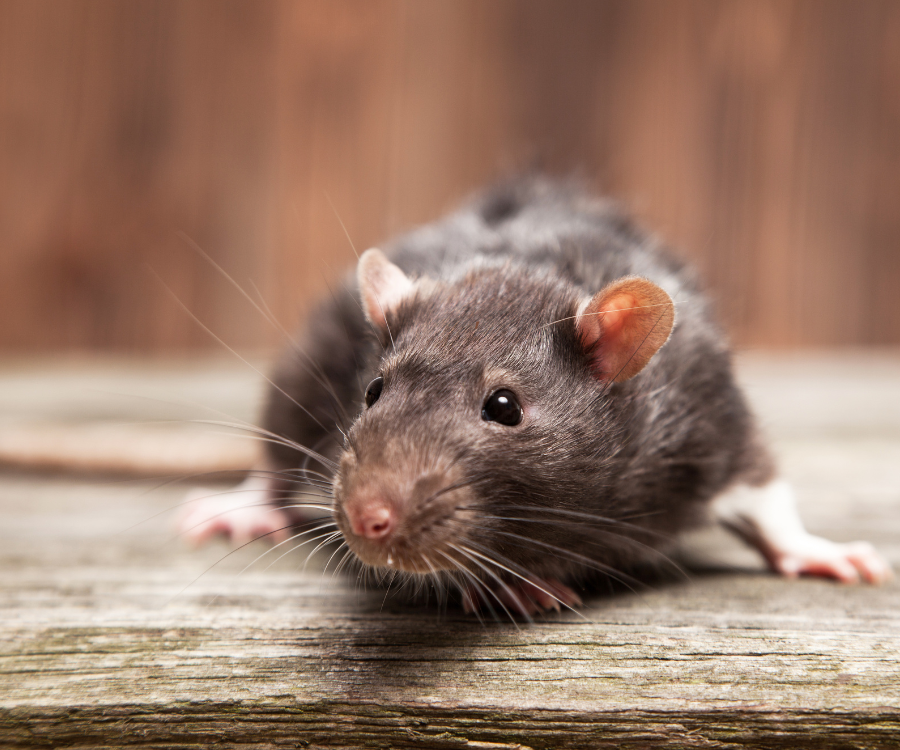 Un rat est assis sur une table en bois et regarde la caméra.