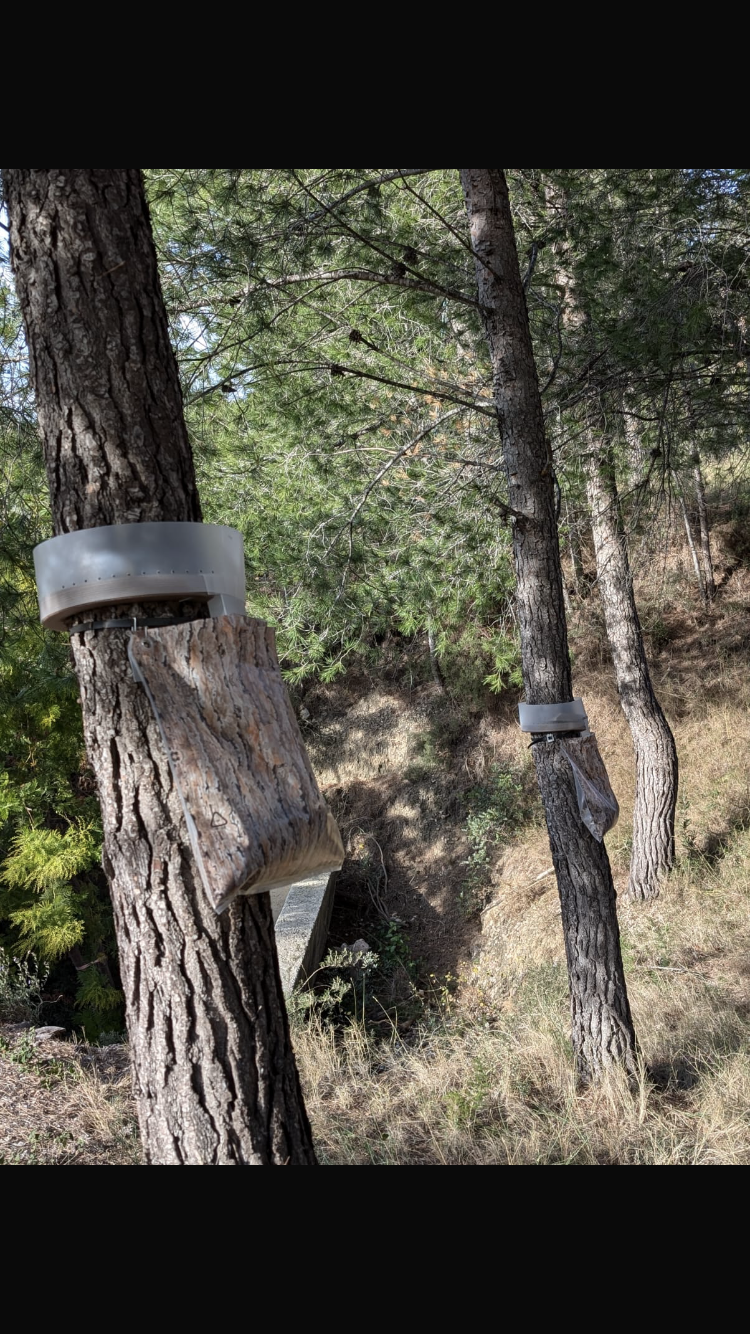 Un gros plan d'une branche d'arbre avec un nid dessus