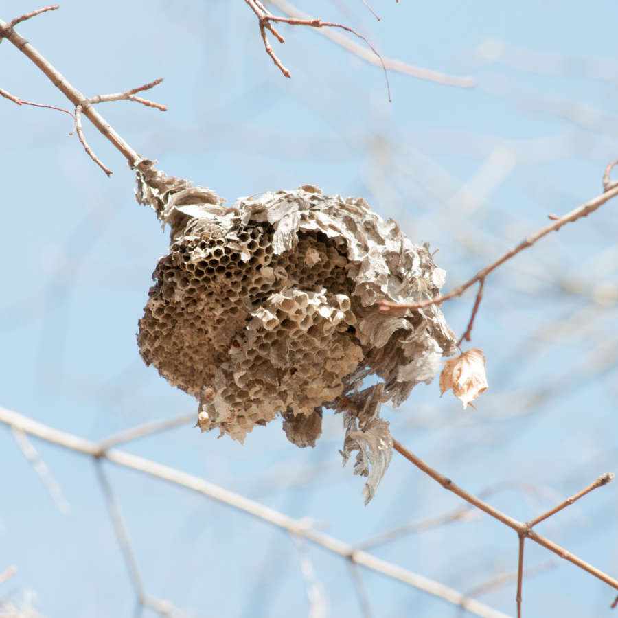 Un nid de guêpes est suspendu à une branche d'arbre