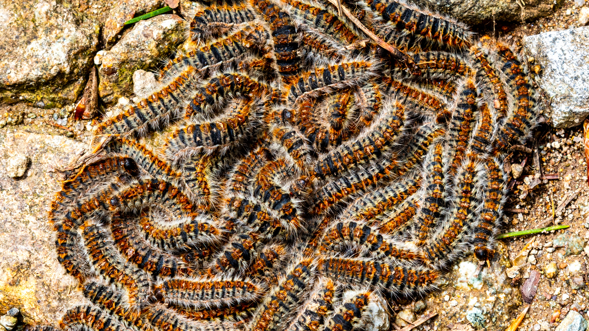 Un gros plan d'un nid de guêpes sur le sol