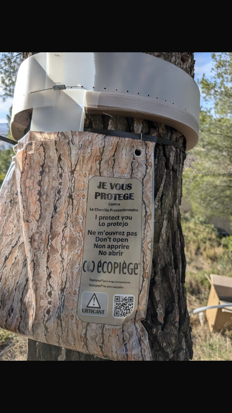 Un groupe de fourmis rampe sur un plancher en bois.