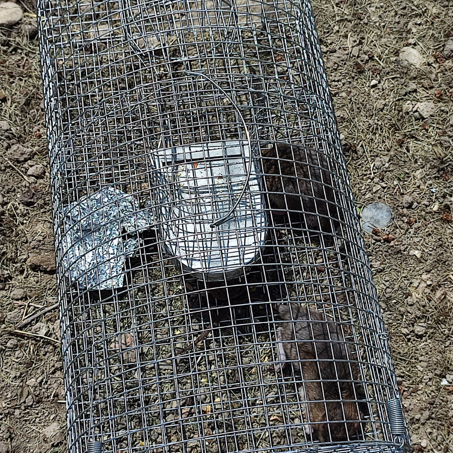 Une souris est assise dans une cage métallique sur le sol.
