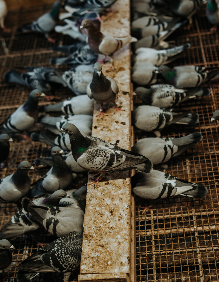 Un troupeau de pigeons mange de la nourriture dans une mangeoire en bois.