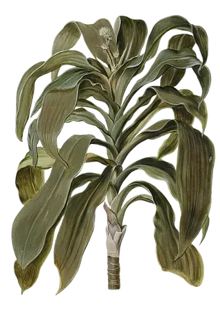Una pintura de una planta con muchas hojas sobre un fondo blanco.