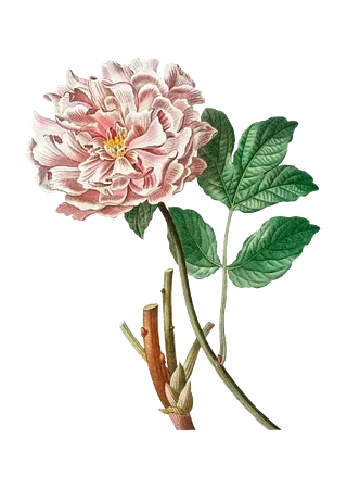 Una flor rosa con hojas verdes sobre un fondo blanco.