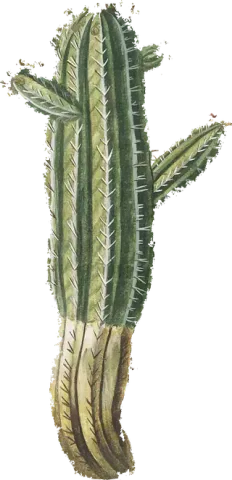 Un cactus con muchas espinas y hojas sobre un fondo blanco.