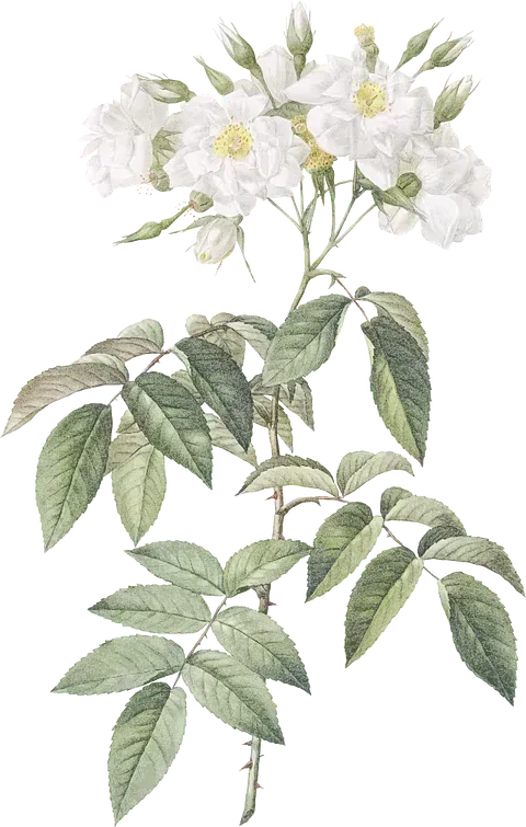 Una pintura de una rosa blanca con hojas verdes sobre un fondo blanco.