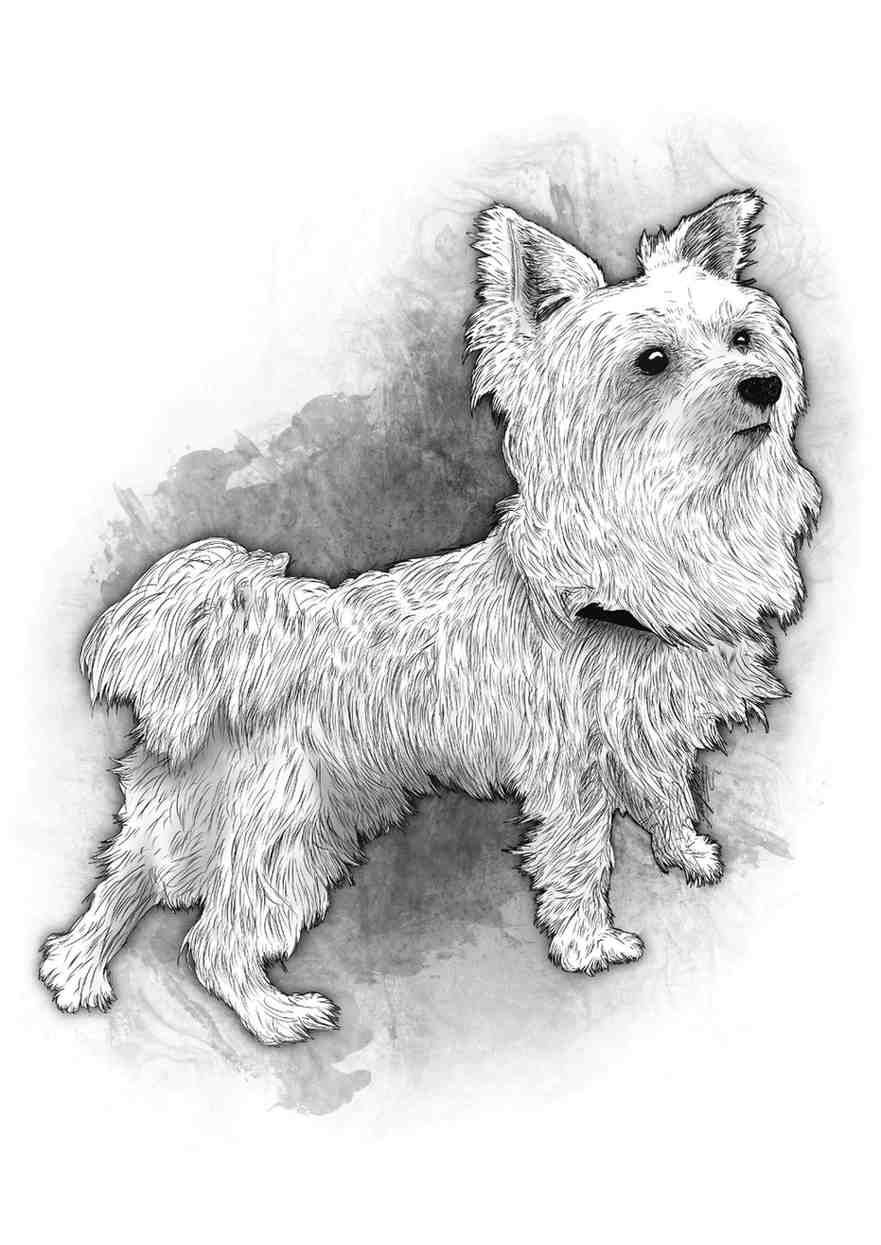 Boceto a lápiz de un pequeño terrier blanco de perfil sobre un fondo liso.