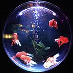 Vente d'aquariums par Aqua Land