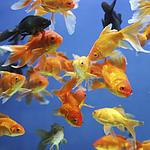 Vente de poissons d'eau froide, Aqua Land Paris